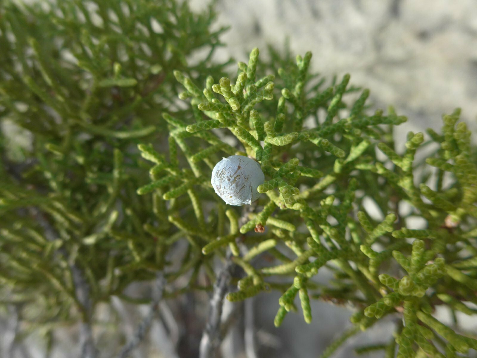 High Resolution Juniperus californica Fruit
